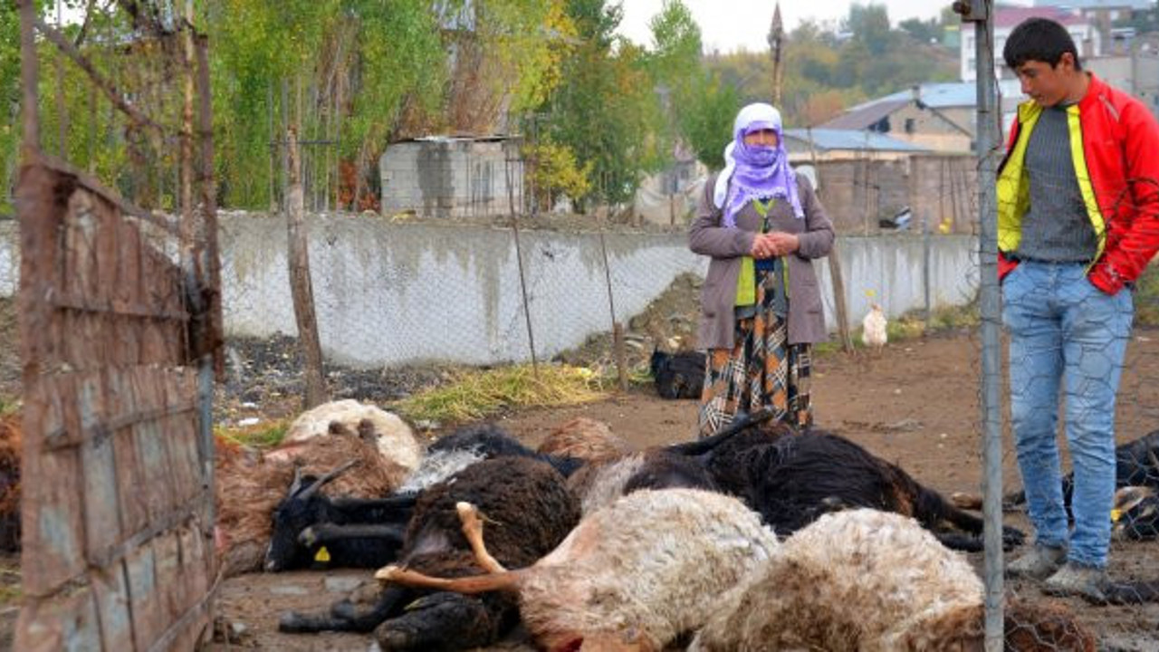 Muş'ta köylüler ölüm kederi yaptı. 25 koyun çırpına çırpına can verdi. Ağıt sesleri kulakları sağır etti