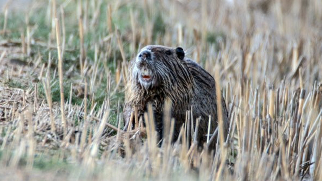 Esrarengiz fare Ağrı Dağı’na çıktı