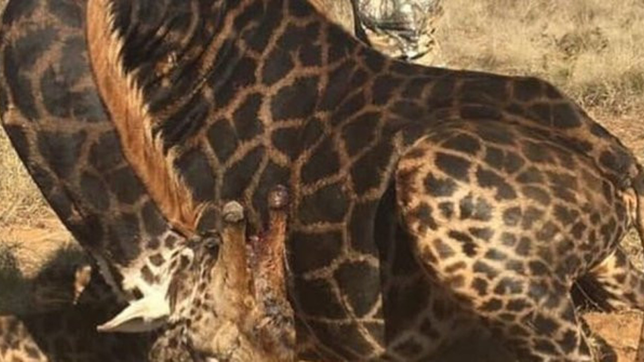 Nadir türleri öldüren avcının sözleri kan dondurdu