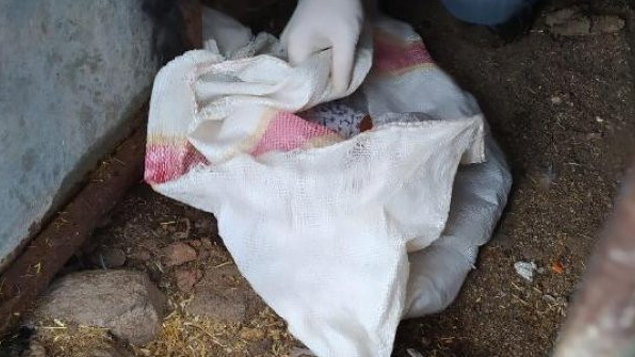 Silah kaçakçıları, tavuklara emanet etti. Altından terör örgütü PKK çıktı