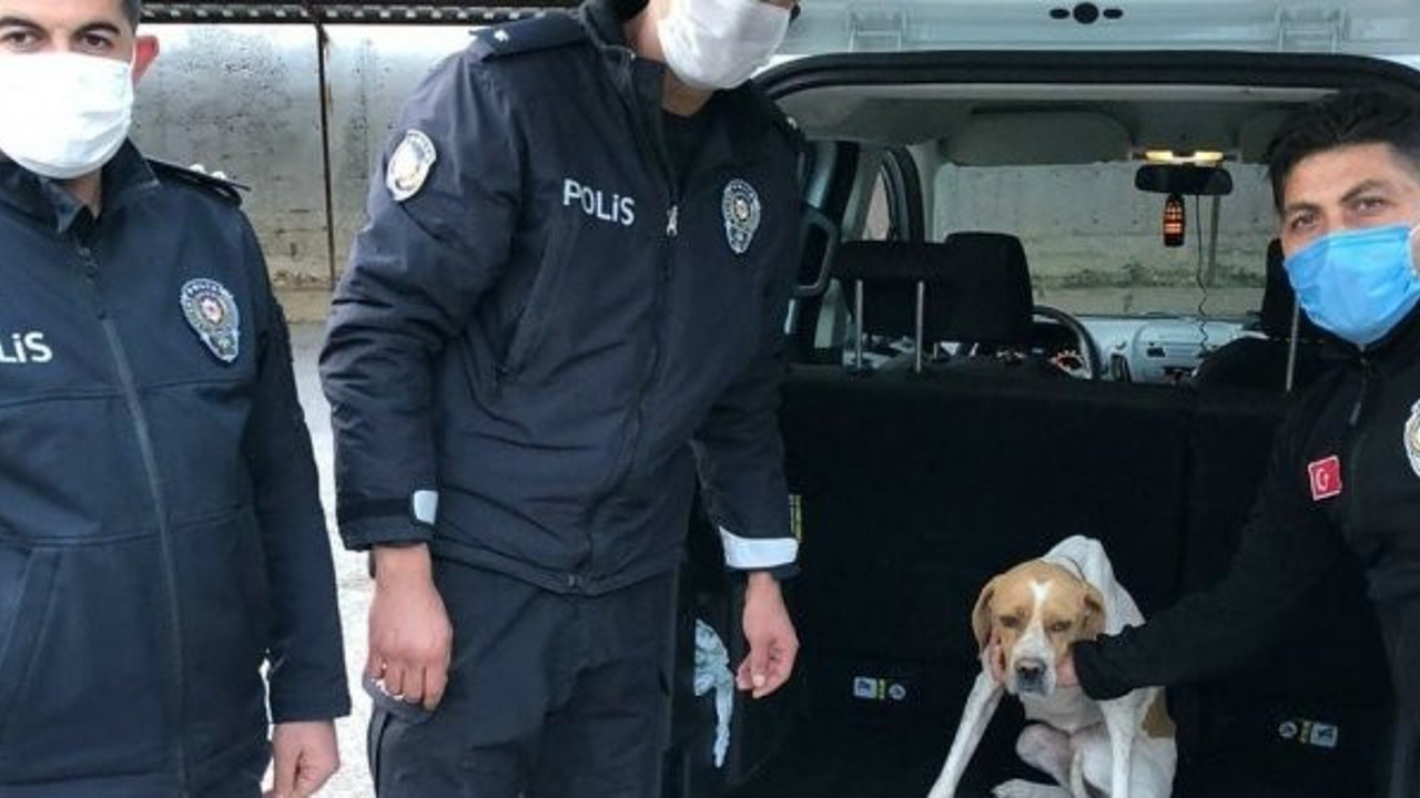 Hayvanseverlerin tepkisini çekti. O kişi savcının talimatı ile gözaltında
