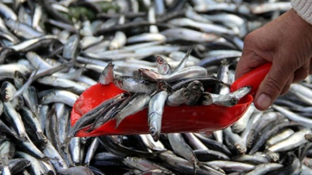 Tezgahların yeni gözdesi hamsi yine el yakıyor