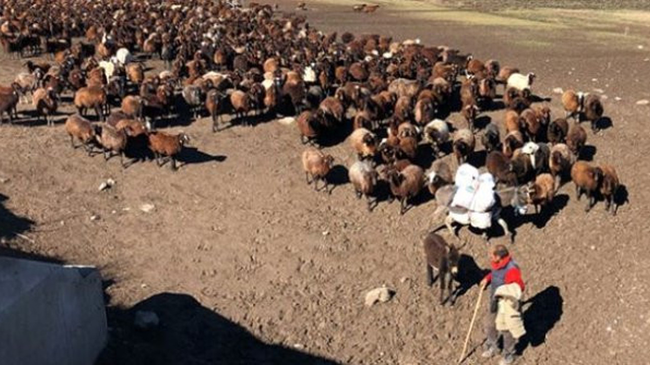 Binlerce koyun tehdit altında. Sahipleri gece olsun istemiyor