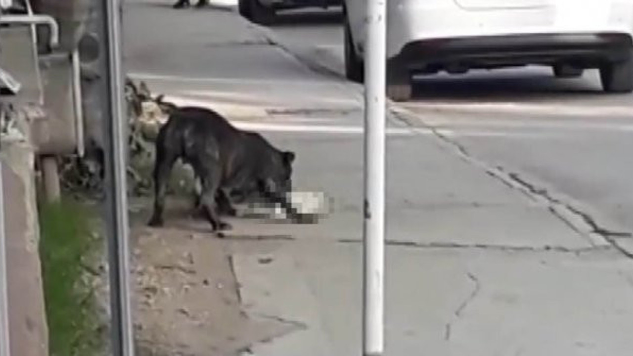 Pitbull hamle yaptı. Görenler dondu kaldı