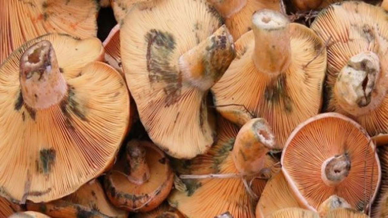 Mantarların arasında çıkan şeye inanamadı. Ormanda ayağına takıldı, ucu toprağın derinlerine iniyordu