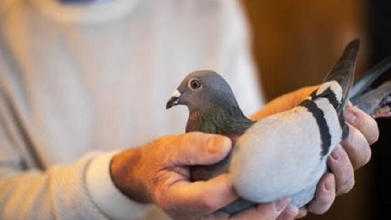 Açık arttırmadaki fiyatını duyunca kulaklarına inanamadılar. Bu güvercine bakan bir daha baktı