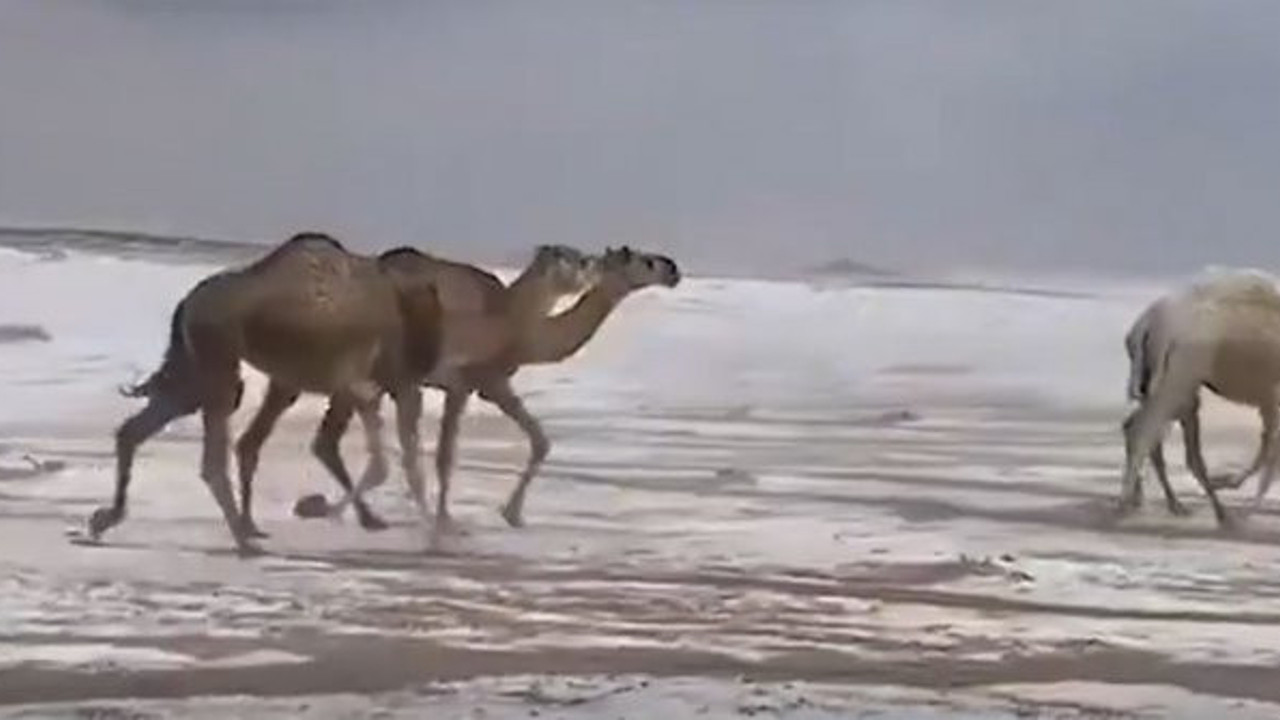 Çöl develerinin kar keyfi. İzlenme rekoru kırdı