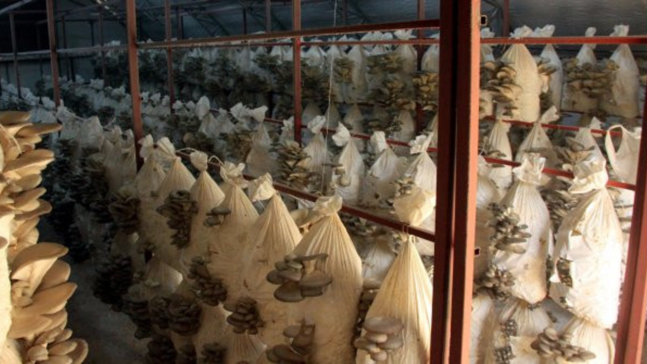 Hobi olarak yetiştirdi şimdi yılda 8 ton üretiyor. Siparişlere yetişemiyor