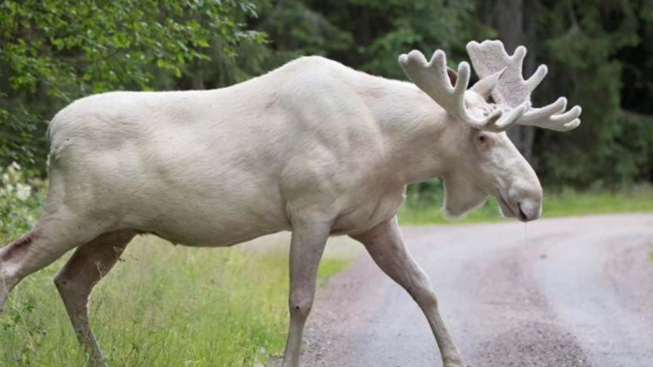 Kutsal geyiği öldürenlerin başına ödül kondu
