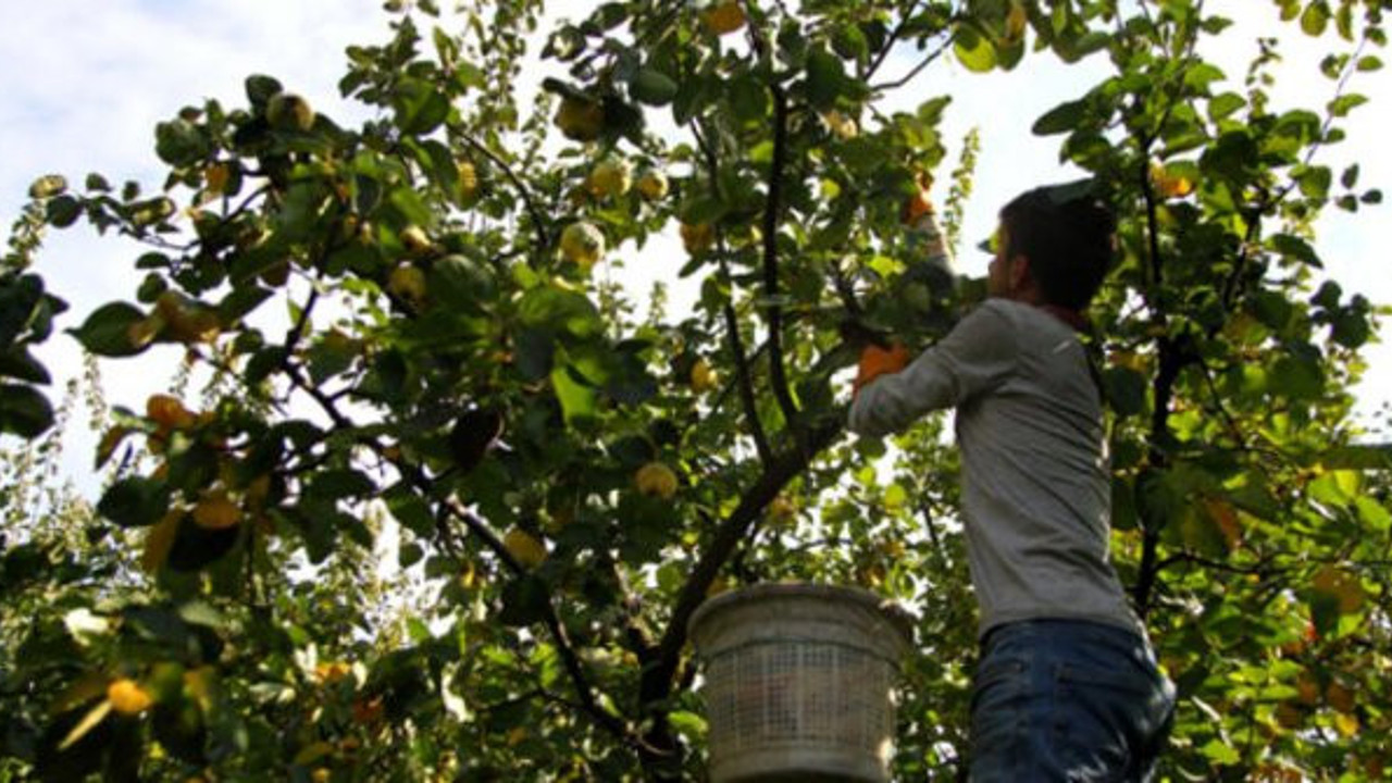 Kolestrolü düşürüyor kan akışını hızlandırıyor kalp dostu mucize meyve dalındayken satılıyor