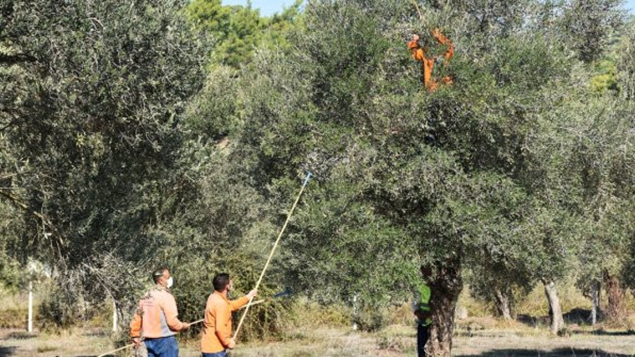 Marmaris'te zeytin hasadı başladı