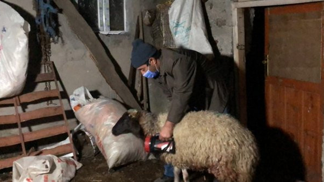 Kurtlar koyunları pusuya düşürdü