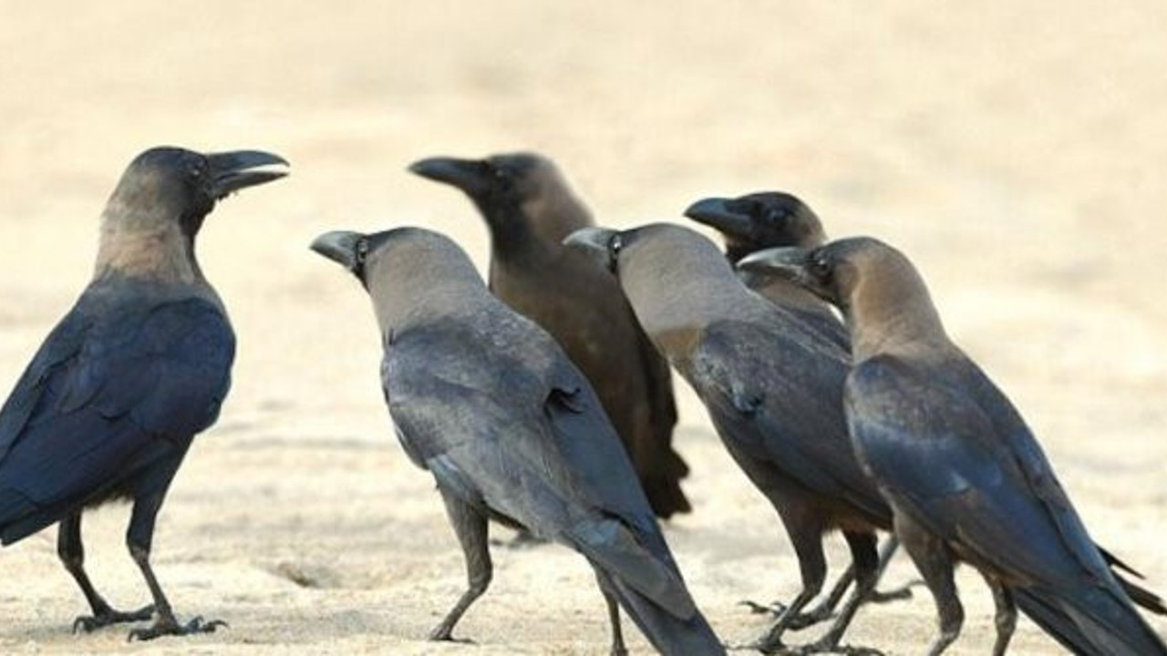 Kargalarla ilgili tüyler ürperten gerçek. Büyük sırrı bilim adamları ortaya çıkardı