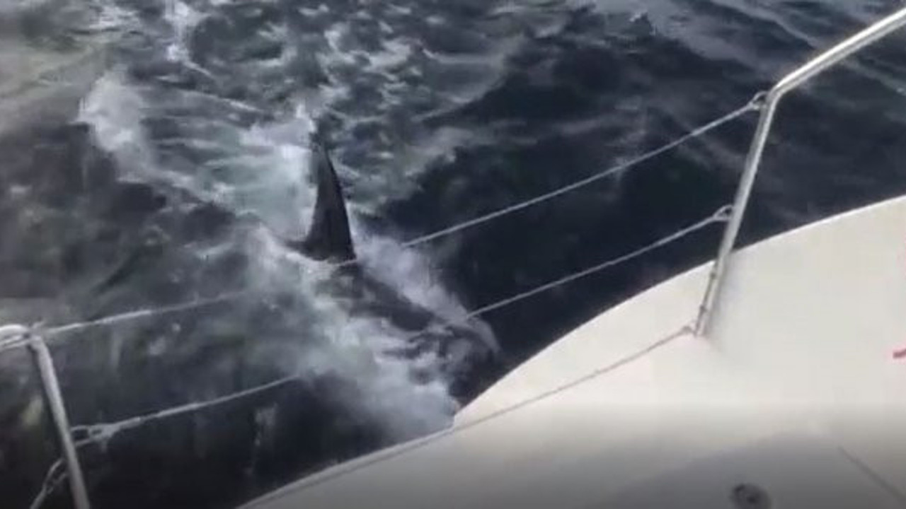 Katil balina orkalar yelkenliye böyle saldırdı. Dümendeki kadın dondu kaldı. Tak tak sesleri kan dondurdu