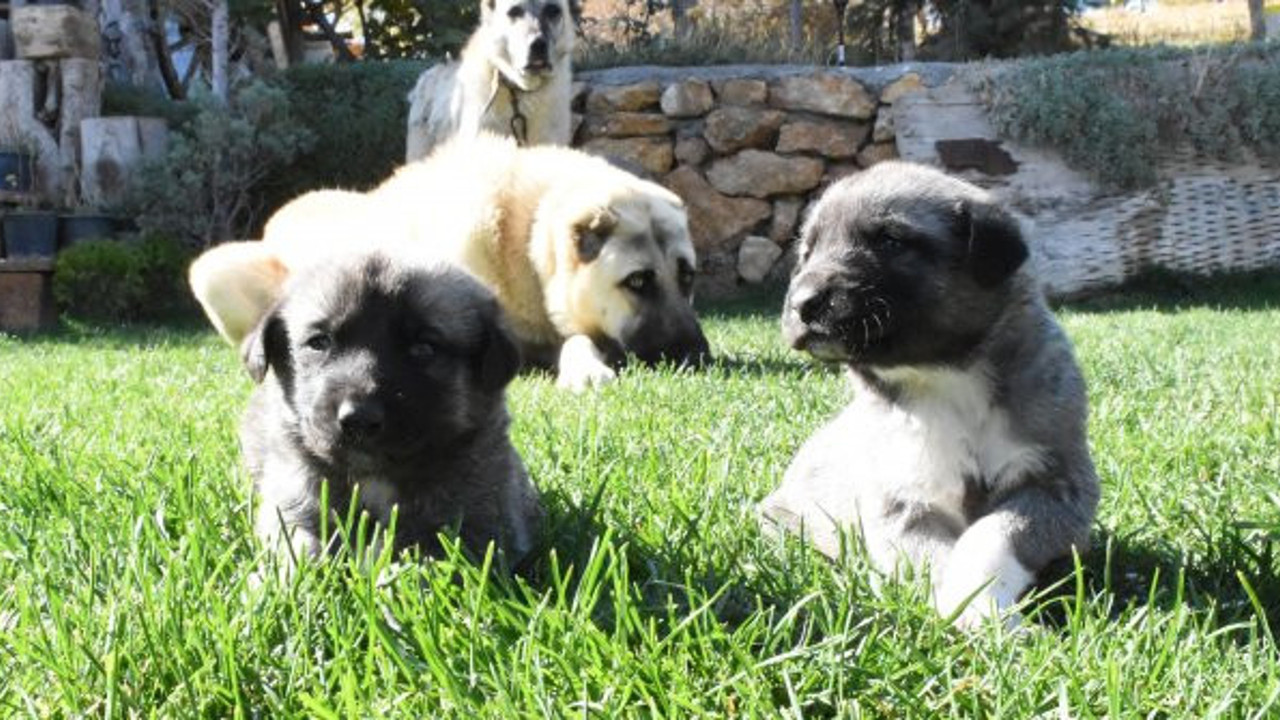 Sivas Kangallar için hayati gıda uyarısı