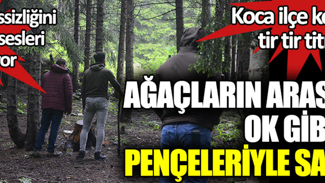 Ağaçların arasından ok gibi çıkıp pençeleriyle saldırdı. Gecenin sessizliğini homurtu sesleri bozuyor. Koca ilçe tir tir titriyor