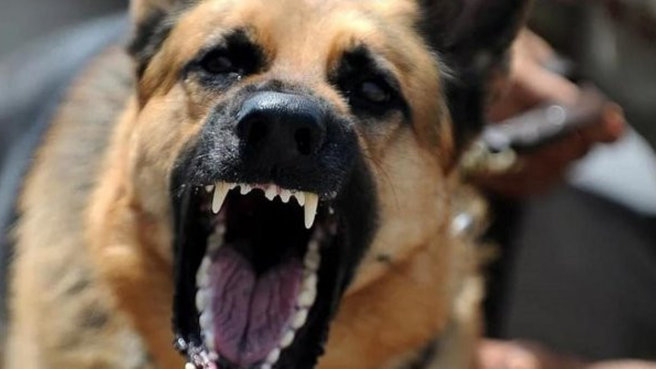 Yürüyüş yapan adamın üzerine bir anda atladılar. Sokak köpekleri dehşet saçtı