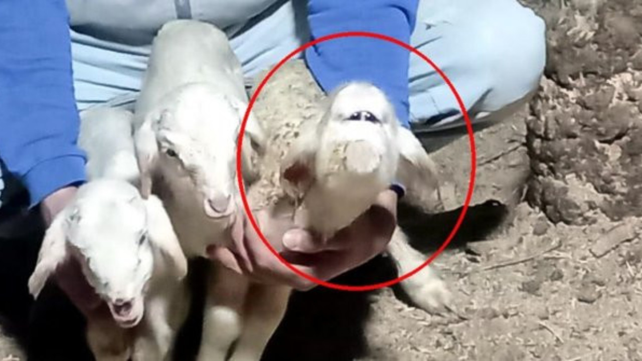 Yeni doğan kuzunun yüzünü görünce neye uğradığını şaşırdı. Sahibi ahıra girdiğinde şok oldu. Türkiye'de dünyaya geldi