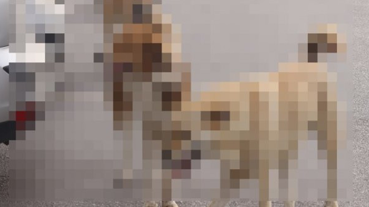 Başıboş köpeklerin saldırısına uğrayan 14 kuzu telef oldu