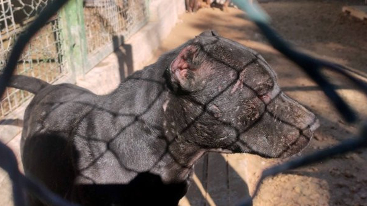 Pitbulla telefon gaspına 15 yıl hapis istendi