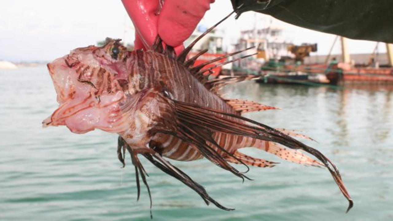 Zehirli balıktaki gizli mücevher ortaya çıktı. Süveyş Kanalı'ndan kıyılarımıza gelmişti