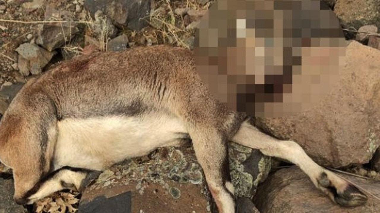 Koruma altındaki yaban keçisini vuran kişiye ceza yağdı