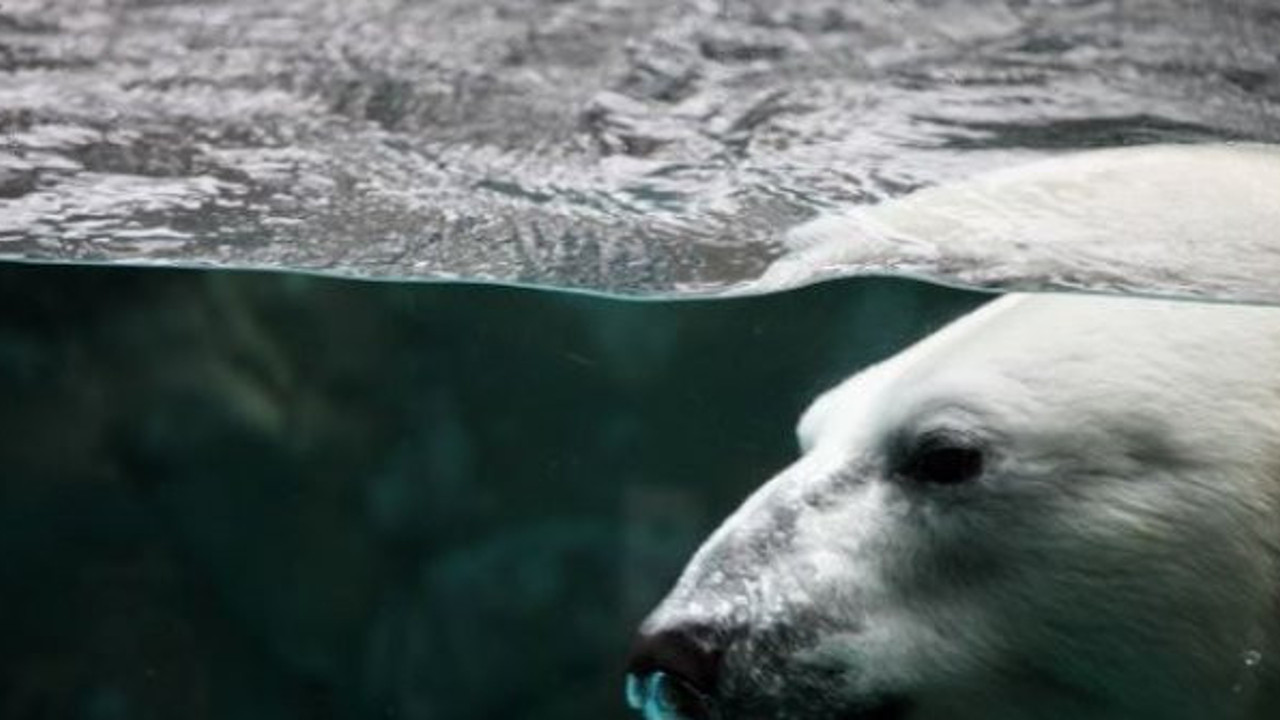 Bilim insanları 'hayvanlardan insanlara bulaşabilir' diyerek açıkladı