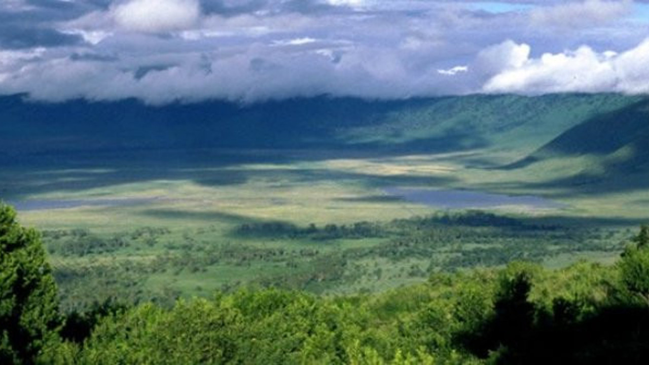 Afrika'da ortaya çıktılar. Tavşan büyüklüğünde ve postu bir insanı zehirleyecek kadar güçlü