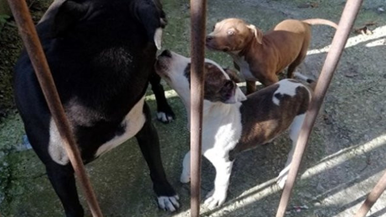 Pitbull besleyen kişiye 38 bin 252 lira ceza