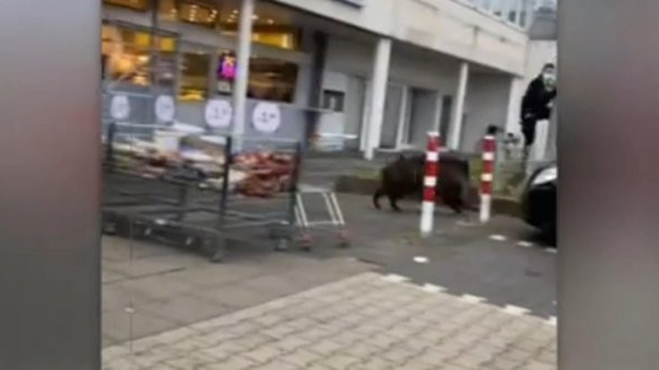 Domuz markete girdi polis direğe tırmandı