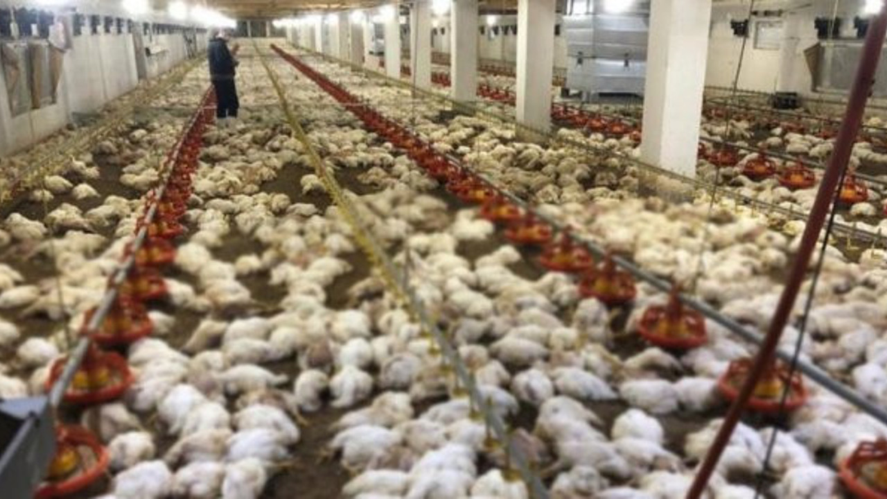 Zonguldak'ta 20 bin tavuk aynı anda can verdi. İçeriye girenler şok geçirdi