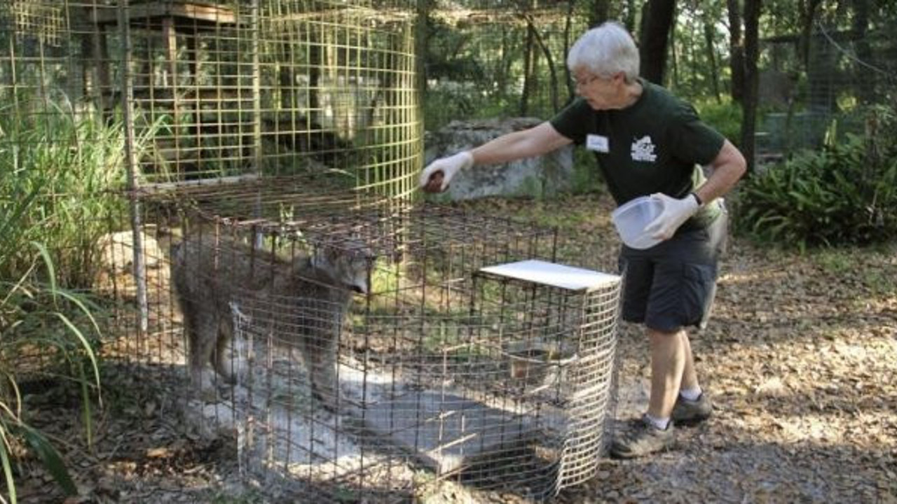 Barınaktaki kaplan bakıcısına dişlerini geçirdi. Tiger King dizisiyle ünlenen Carole Baskin şok geçirdi