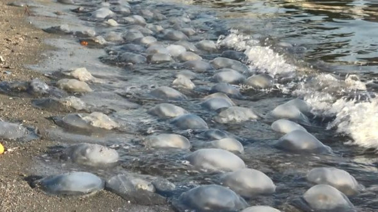 Avcılar sahilinde binlercesi karaya vurdu. Korkudan kimse yaklaşamadı