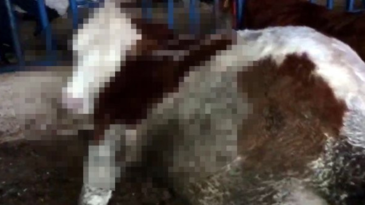 Besilhanedeki ineklerin hazin sonu. Köylü gördüğü manzaraya inanamadı, gözyaşları sel olup aktı