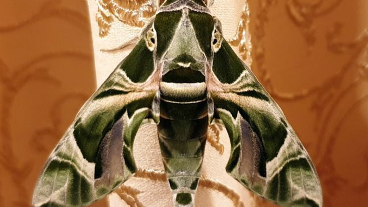 Antalya'da bahçede büyüdü, eve girdi. Görünce şok oldular, türünün en hızlısı