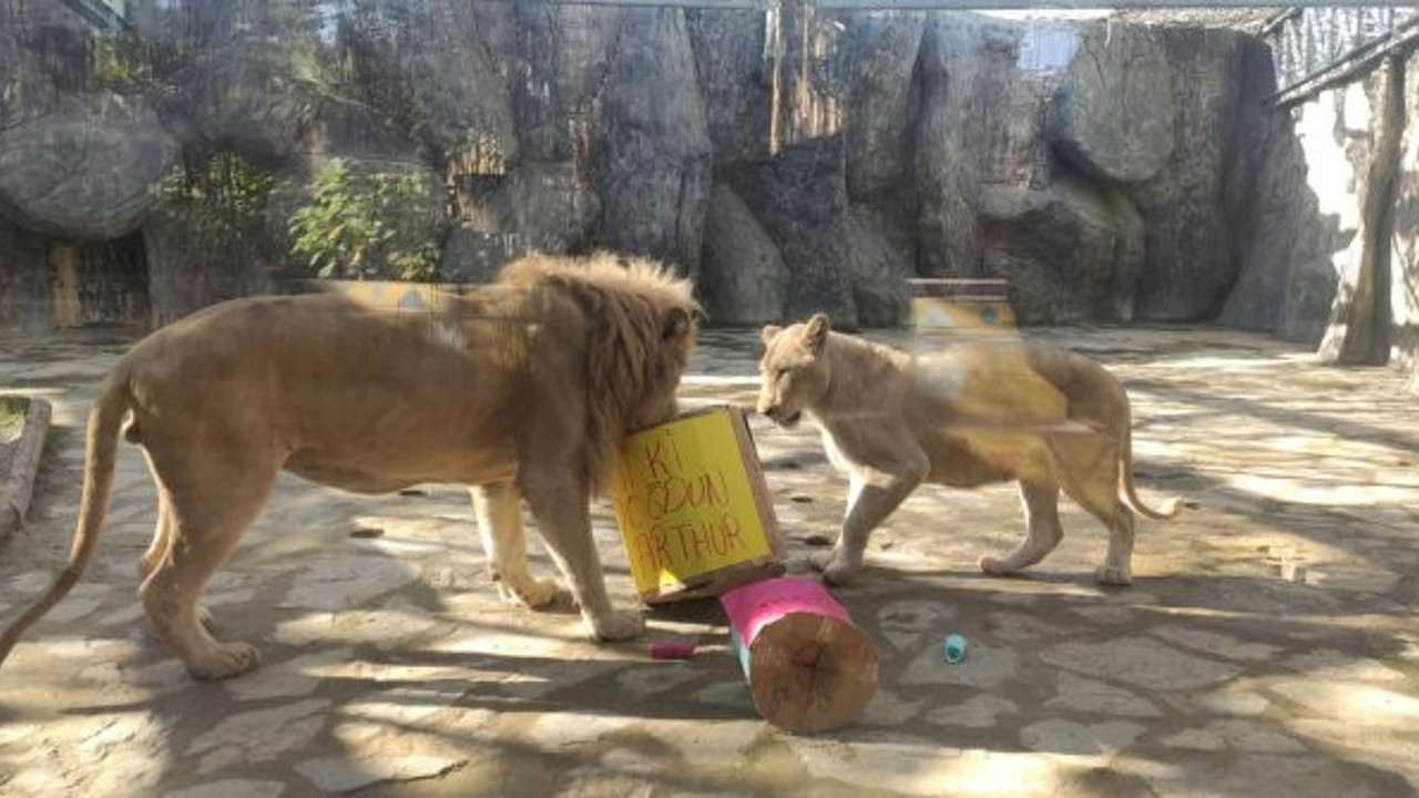 Beyaz aslana doğum günü sürprizi