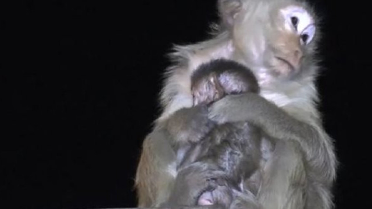 Maymunlar caddeleri işgal etti