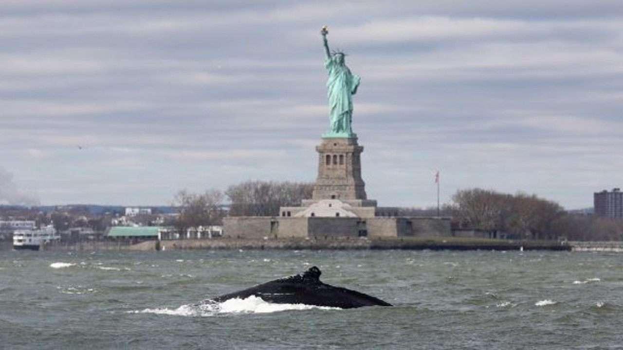 Uzmanları hayrete düşüren olay. Hudson Nehri'nde yıllar sonra ilk kez kambur balina görüldü