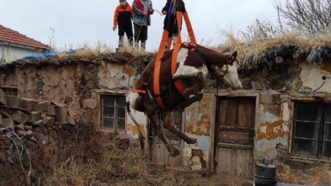 Kimse nasıl çıktığını anlamadı. köylüler şaşkına döndü, indirebilmek için herkes seferber oldu