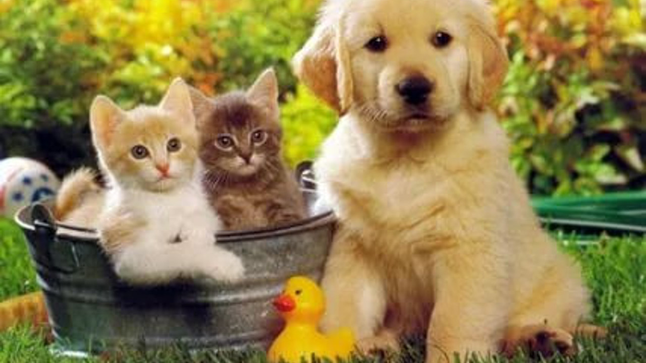 Evde kedi ve köpek besleyenler dikkat! Evcil hayvan alerjisinin çözümü var