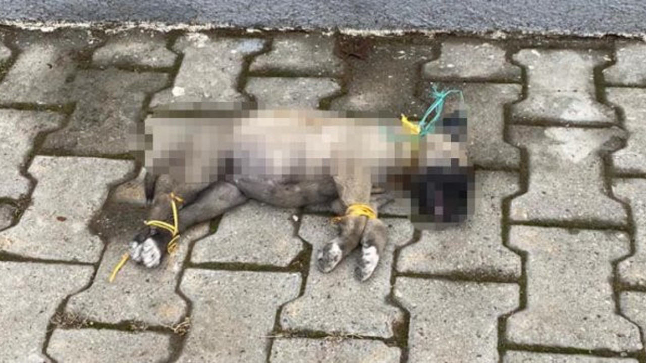 Yavru köpek iple bağlanmış halde ölü bulundu. Kayseri'de vahşet,