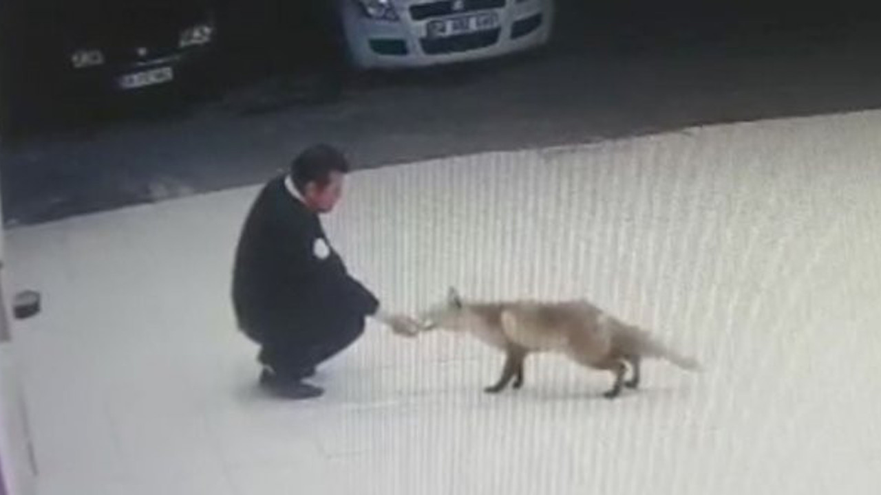 Şaka değil gerçek. Sivas bu olayı konuşuyor. Hırsız tilki otomobilin anahtarını alıp kaçtı