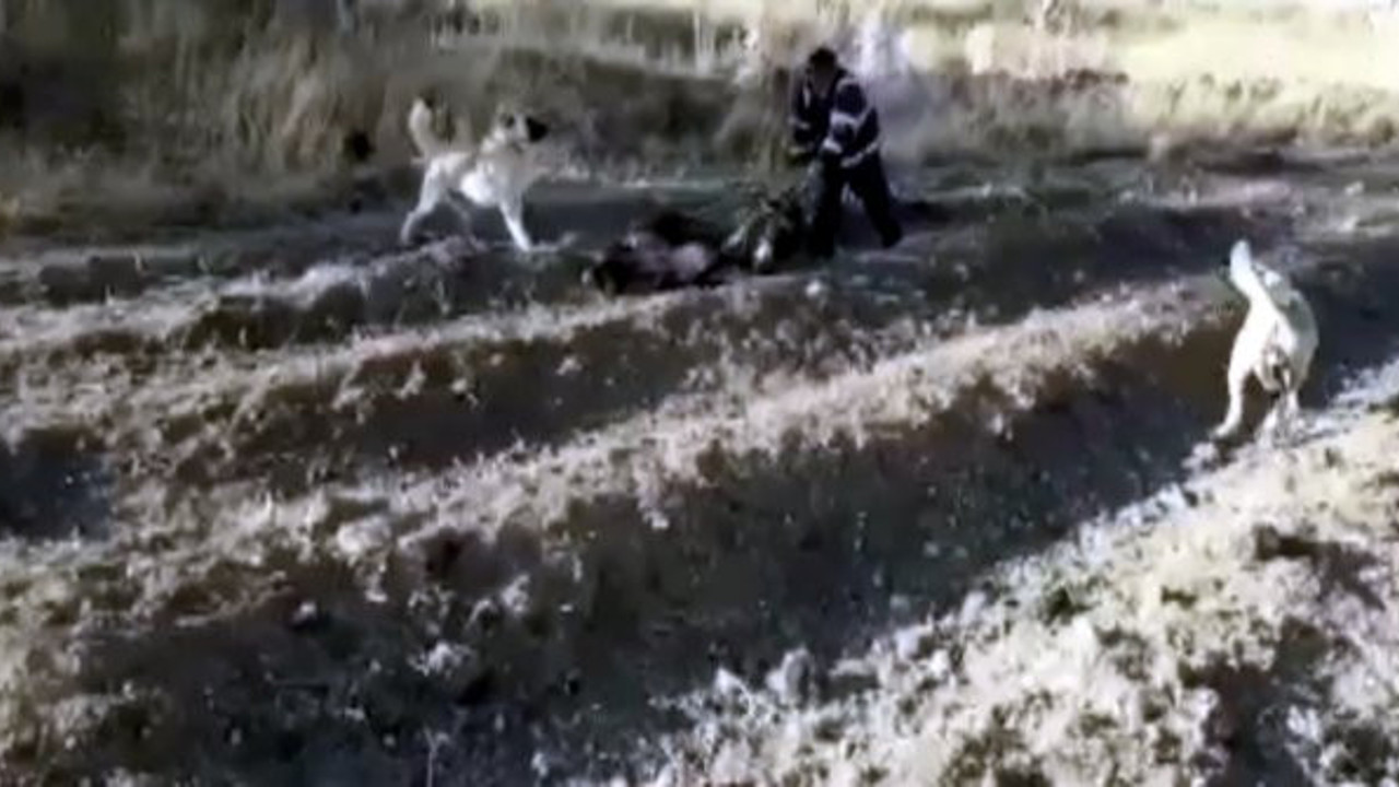 Bunun adı kabahat değil vahşet. O kadar anırırken kameraya çeken gülmekten kırıldı