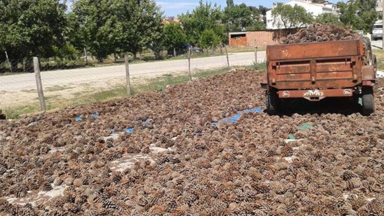 Dağda yetişiyor kilosunu 400 liradan satıyor. Gezerken gördü mesleği oldu