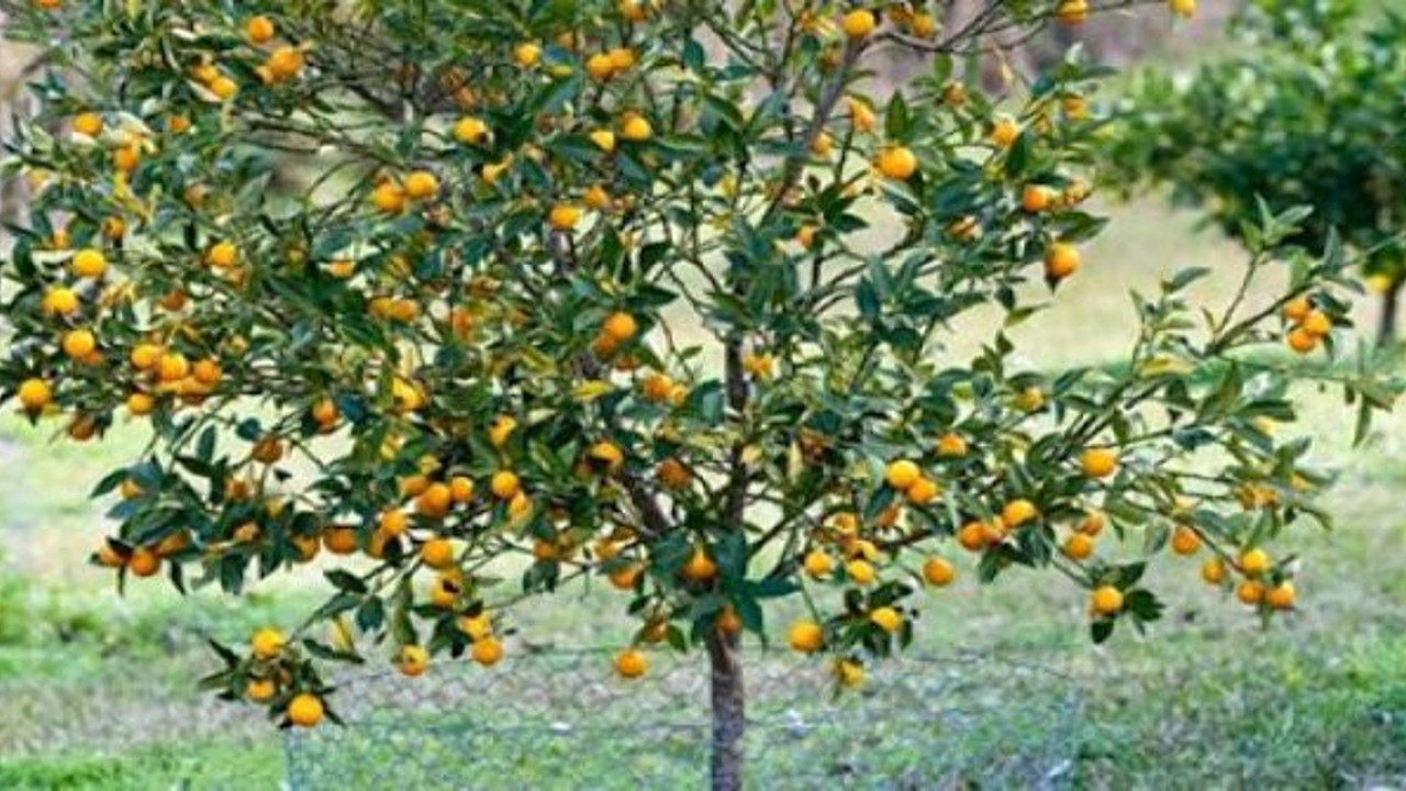 Bağışıklık sisteminizi adeta ayağa kaldırıyor. Akciğer kanserine karşı koruyucu