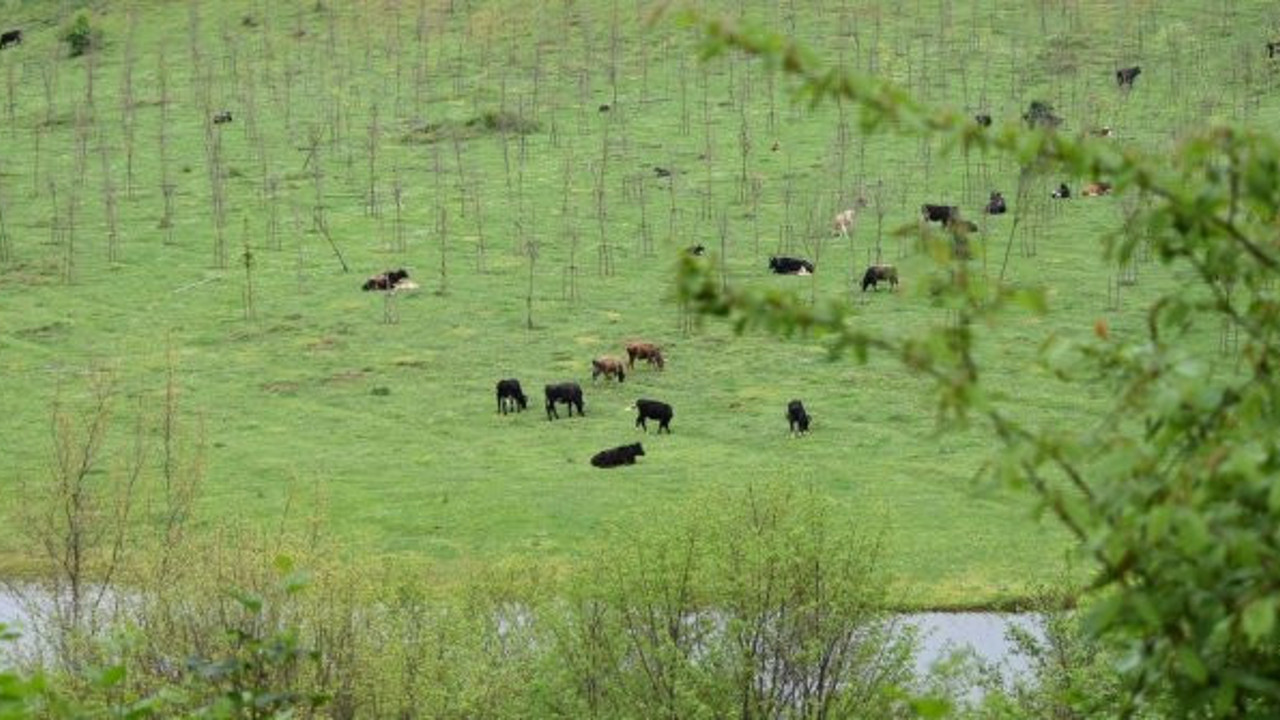 İlk kez korona virüs tespit edildi. Dünya Hayvan Sağlığı Örgütü devrede