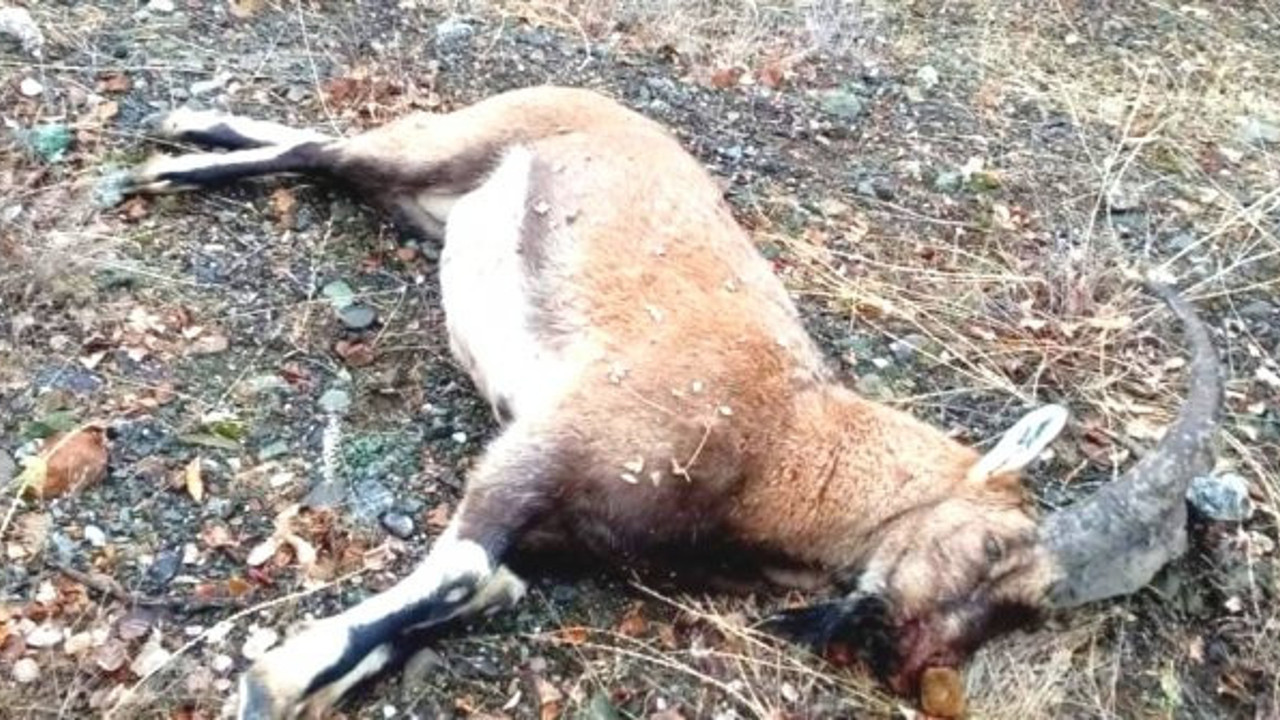 Avcı vurdu jandarma affetmedi