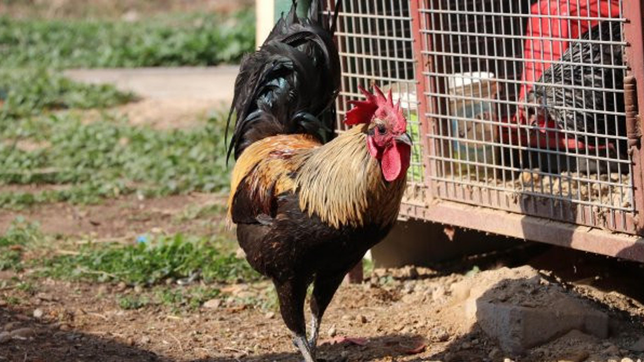 Bayılana kadar öten horoza çılgın teklif