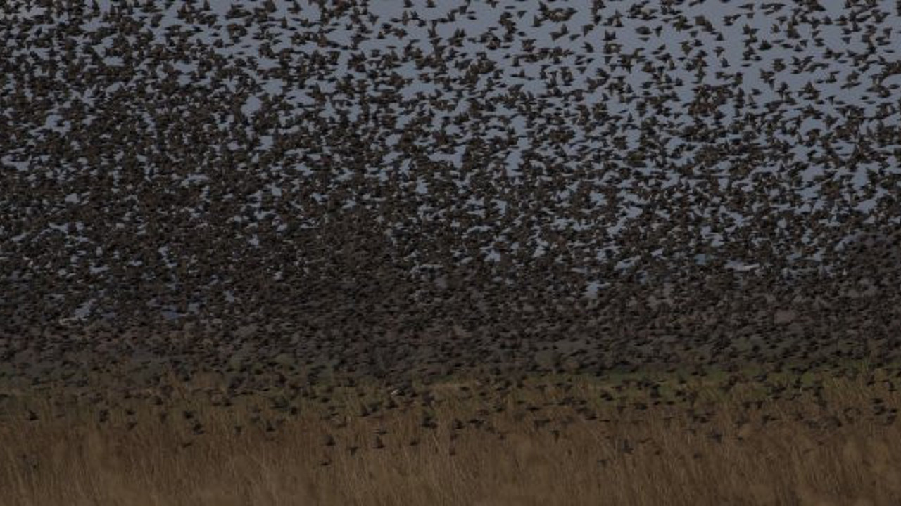 Bursa'da sürü halinde uçup otobana kondular