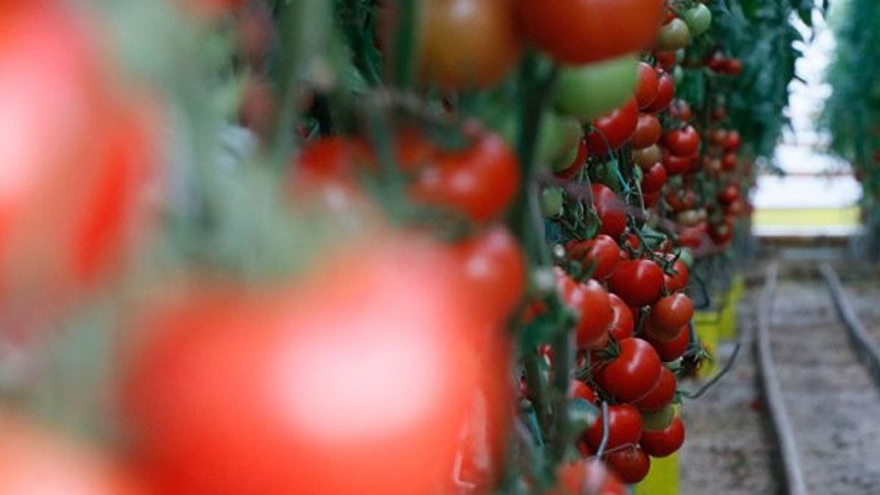 Ege'den yapılan yaş meyve sebze ihracatı rekor kırdı